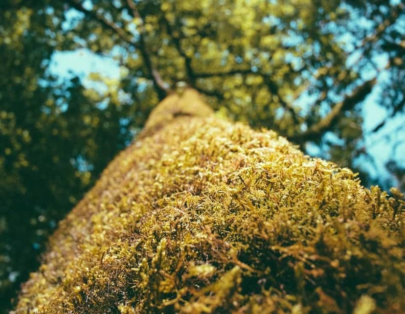 Unauth title HDlSCbut